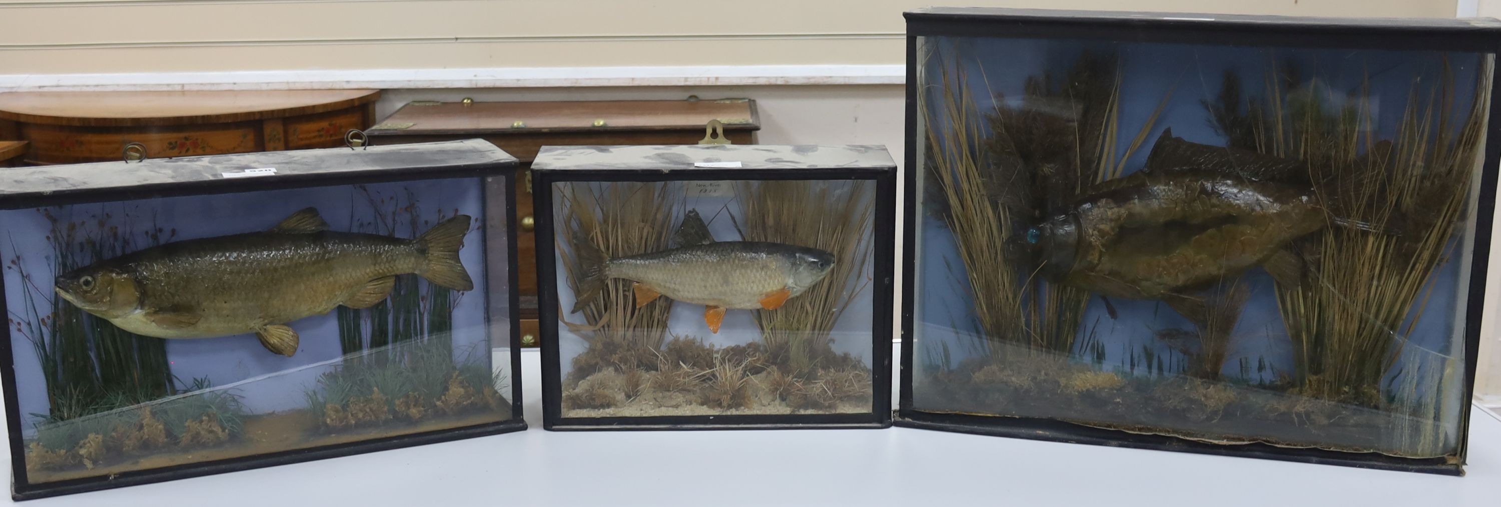 Three cased taxidermic fish, largest 60 x 47cm